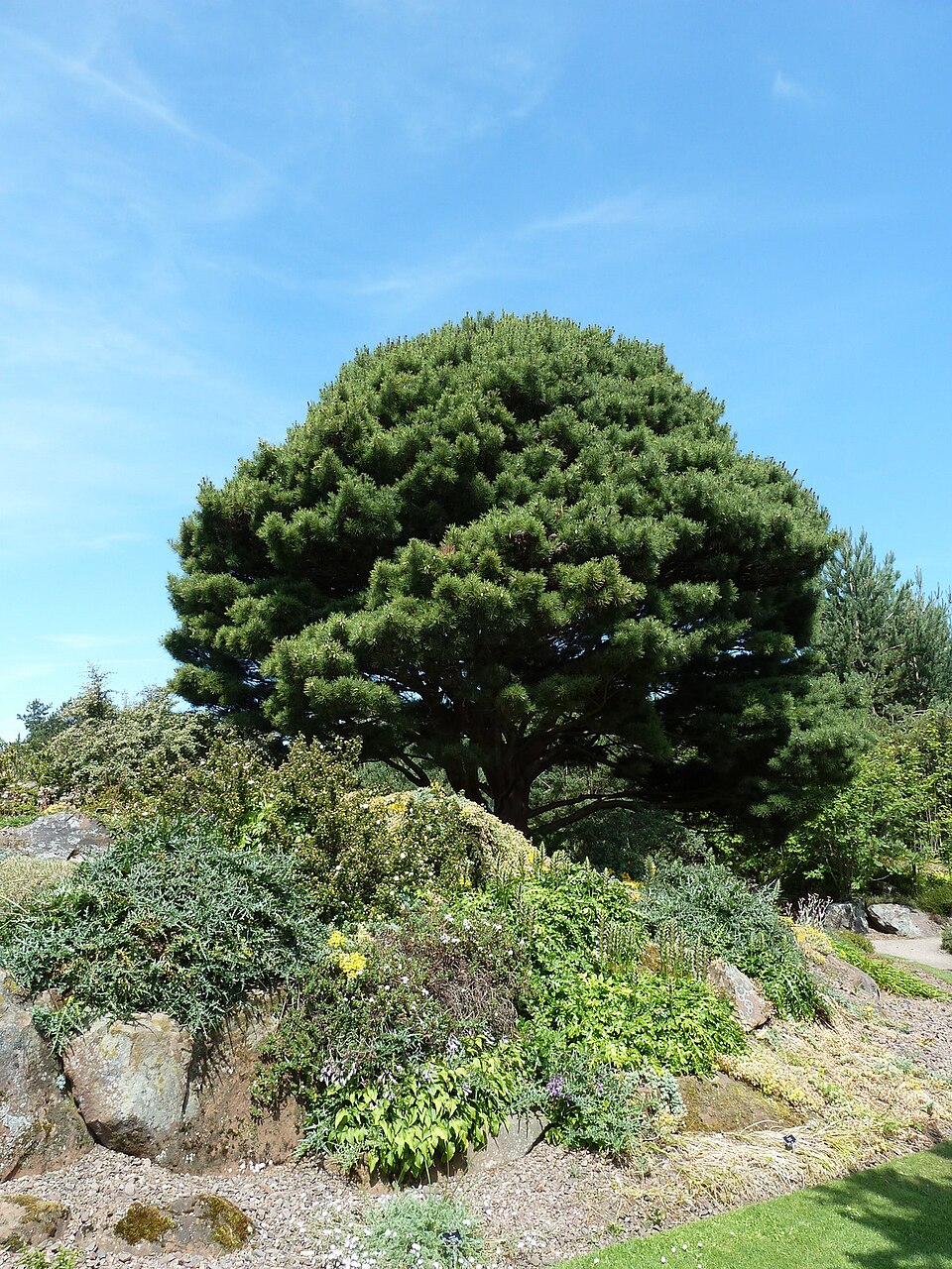 Pinus densiflora 'Umbraculifera' (Japanese Umbrella Pine) (alternate view 4)