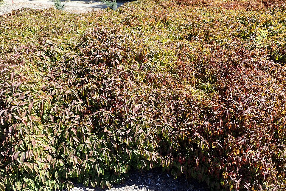 Cornus sericea 'Kelseyi' (dwarf red twig dogwood) (alternate view 2)