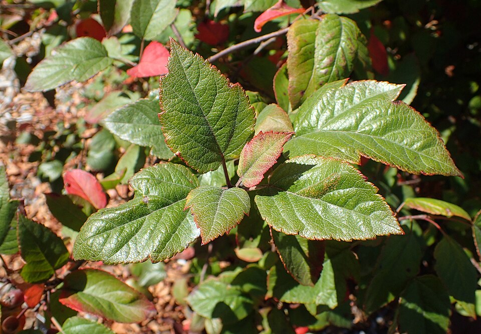 Malus fusca (crabapple) (alternate view 10)