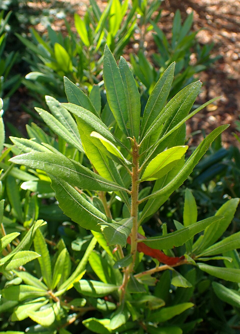 Myrica californica (California Wax Myrtle; California Bayberry) (alternate view 3)