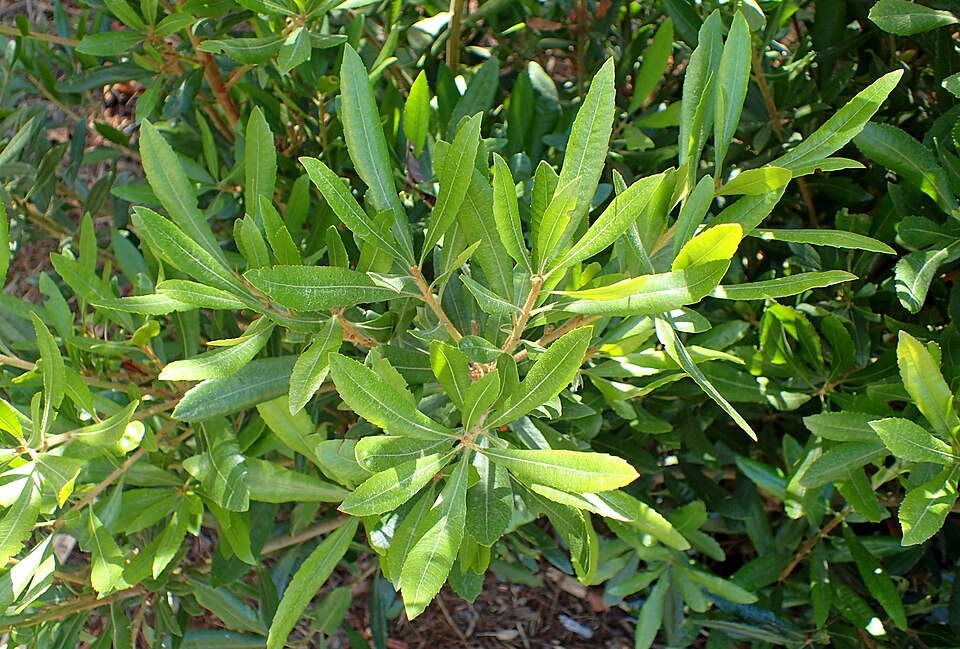Myrica californica (California Wax Myrtle; California Bayberry) (alternate view 4)