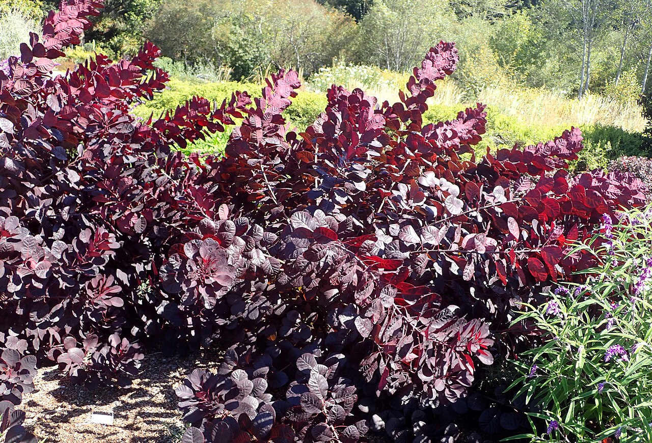 Cotinus coggygria 'Royal Purple' (Royal Purple Smoke Bush)