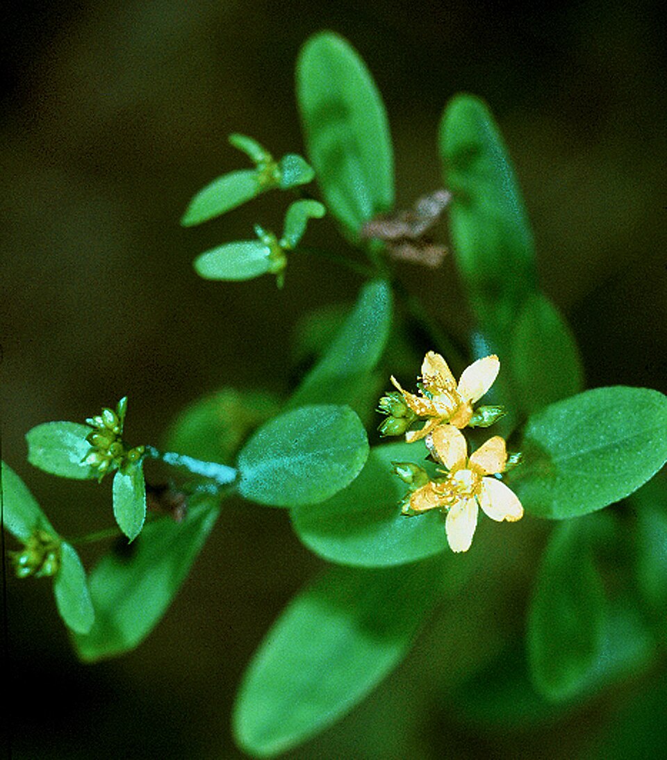 Hypericum punctatum (spotted St. John's wort) (alternate view 7)