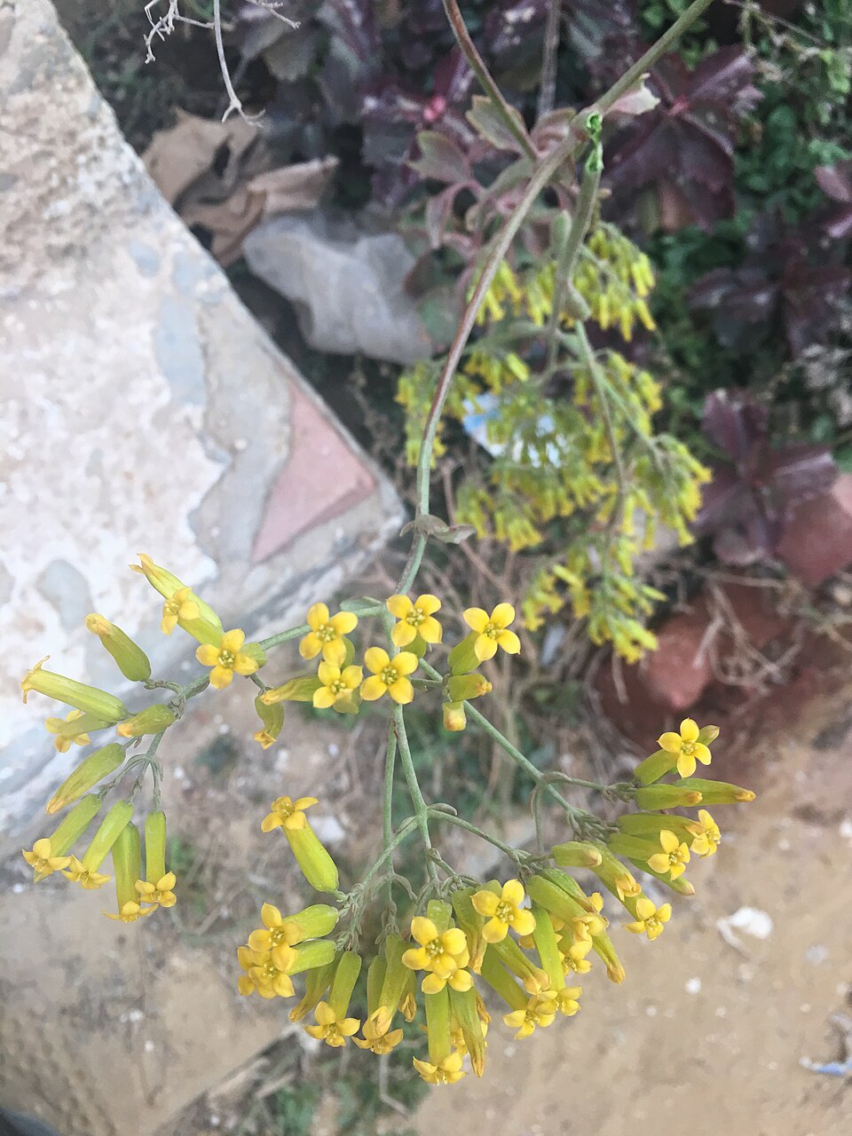 Kalanchoe (Kalanchoes) (alternate view 3)