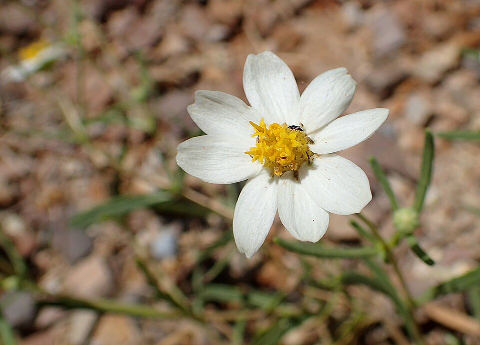 Melampodium leucanthum (blackfoot daisy) (alternate view 8)
