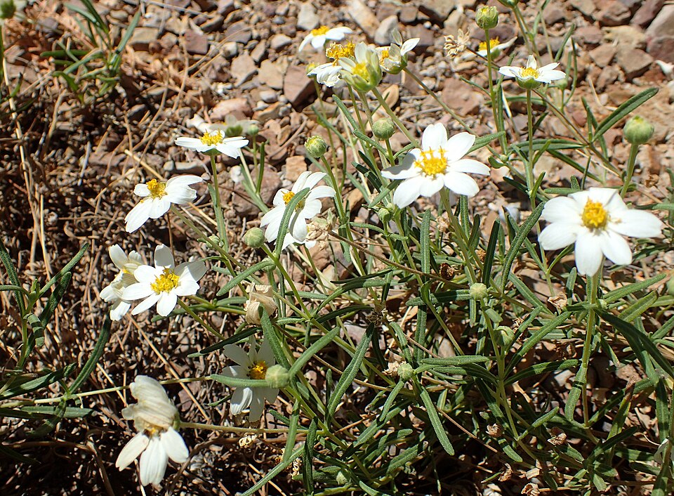 Melampodium leucanthum (blackfoot daisy) (alternate view 9)