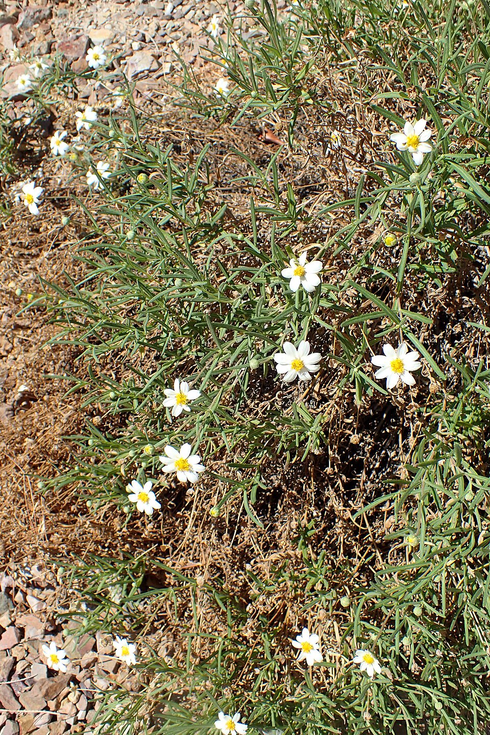 Melampodium leucanthum (blackfoot daisy) (alternate view 10)
