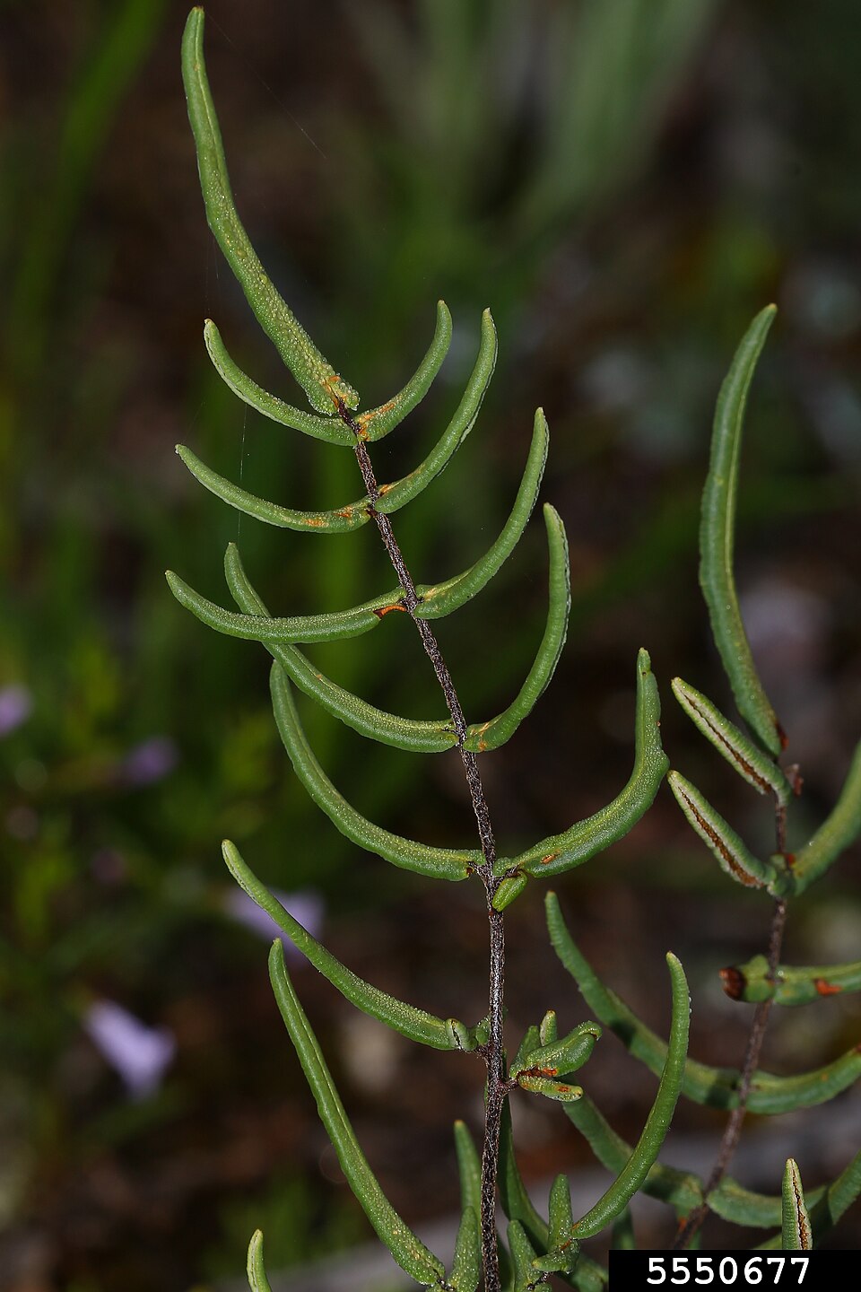 Pellaea atropurpurea (purple-stem cliffbrake) (alternate view 7)