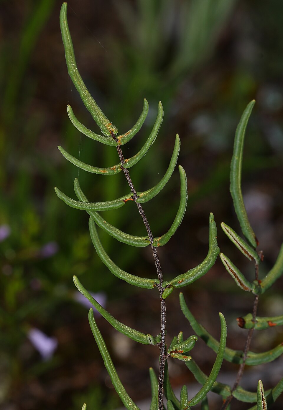 Pellaea atropurpurea (purple-stem cliffbrake) (alternate view 8)