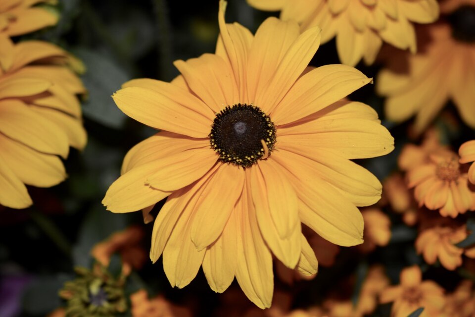 Rudbeckia (black-eyed Susans and coneflowers) (alternate view 3)