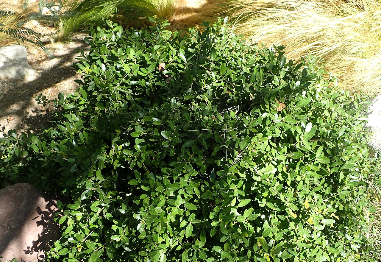 Ilex vomitoria, Yaupon holly — upright evergreen (Aquifoliaceae) (image 3 of 7)