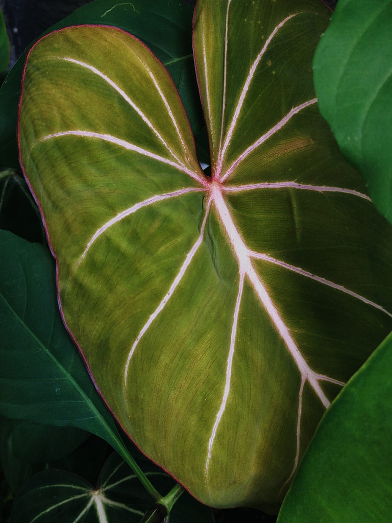 Philodendron gloriosum (Glorious Philodendron) (alternate view 8)