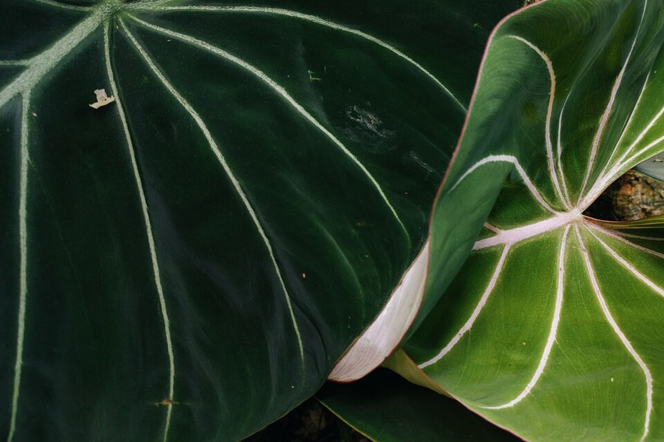 Philodendron gloriosum (Glorious Philodendron) (alternate view 9)