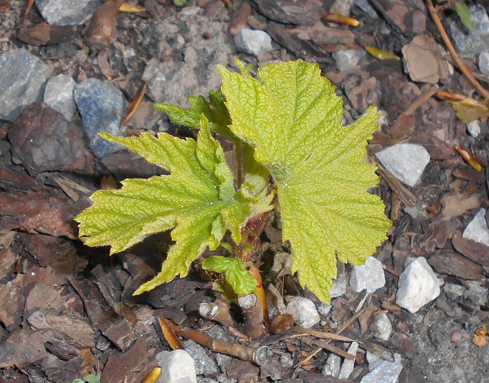 Rubus odoratus (purple-flowered raspberry)