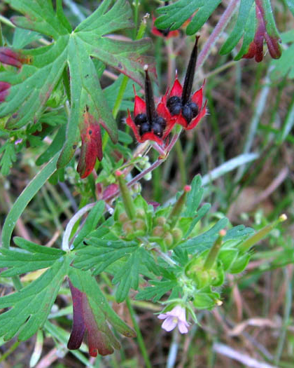 Geranium carolinianum (Carolina crane's-bill)