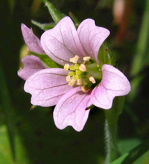 Geranium carolinianum (Carolina crane's-bill)