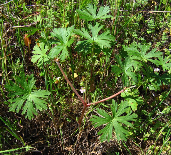 Geranium carolinianum (Carolina crane's-bill)