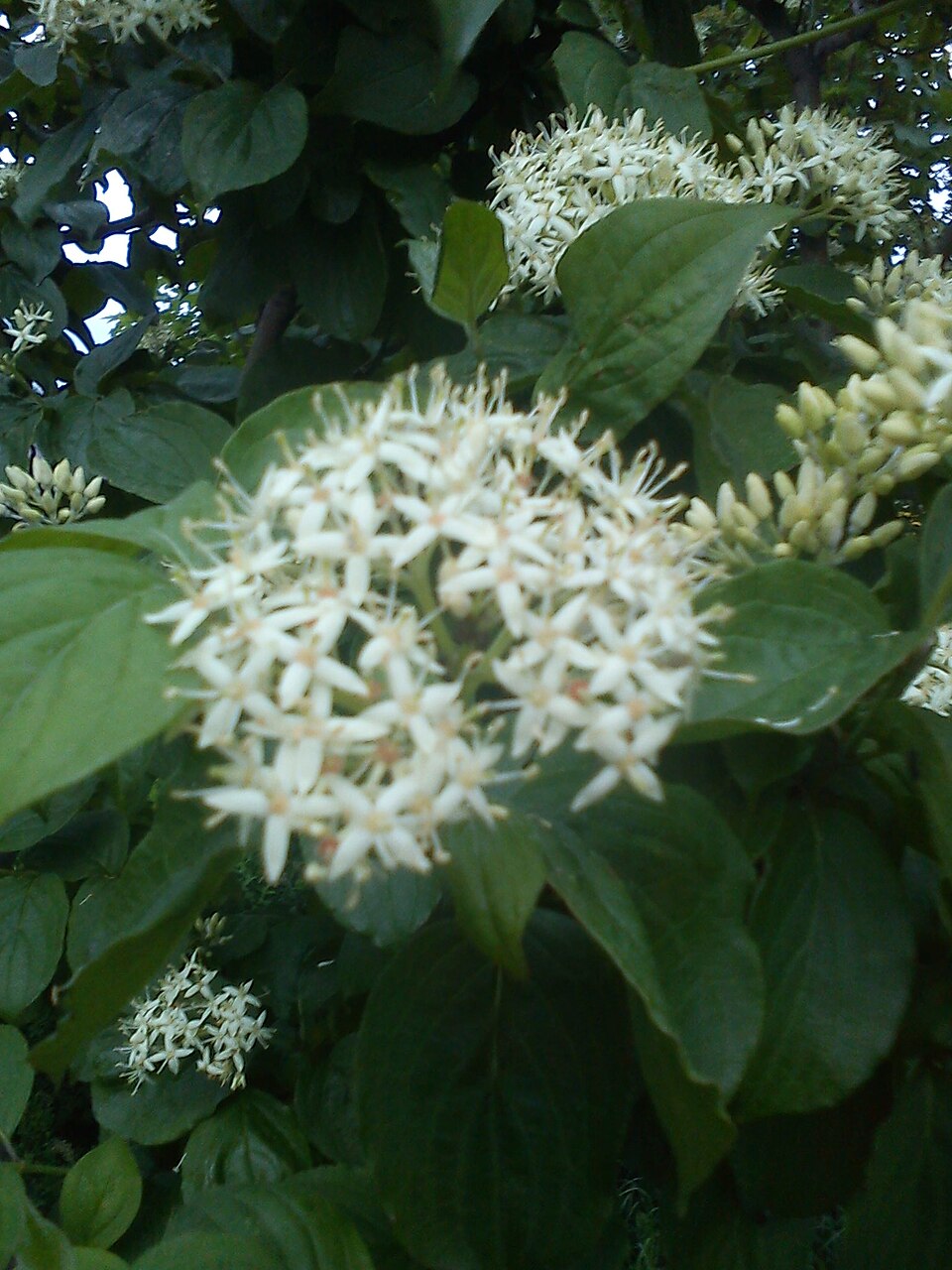 Cornus (dogwoods)
