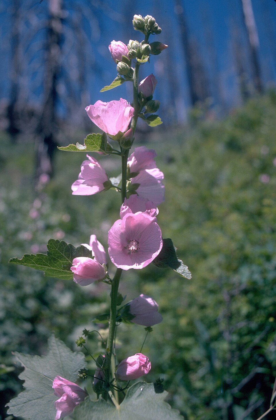 Iliamna rivularis (Streambank Globemallow) (alternate view 8)