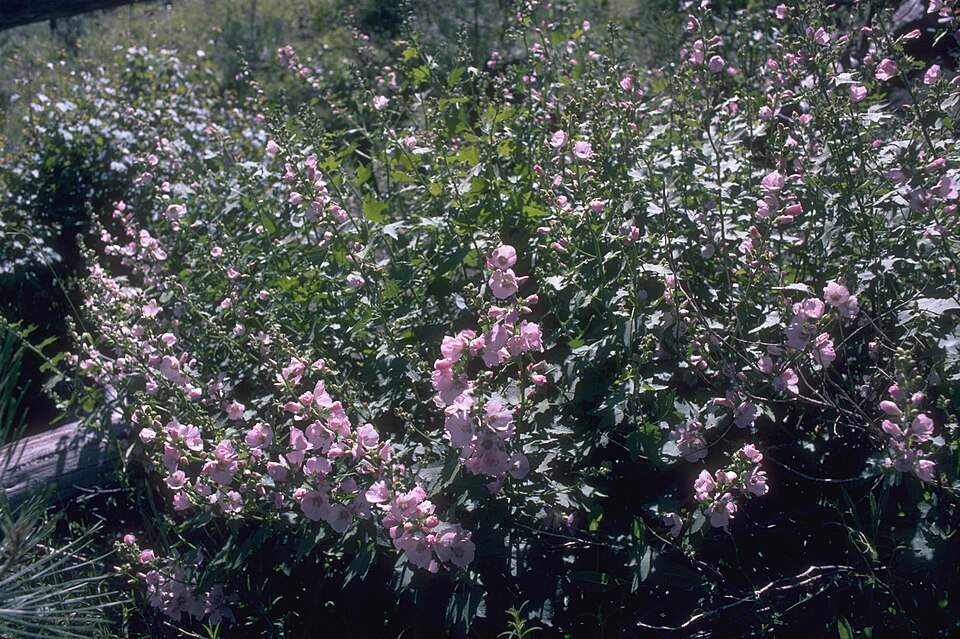 Iliamna rivularis (Streambank Globemallow) (alternate view 9)