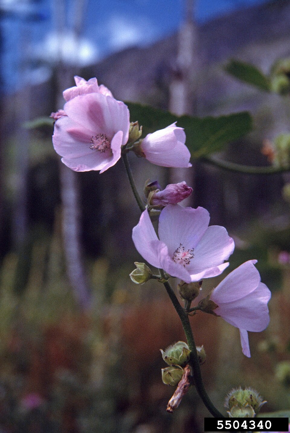 Iliamna rivularis (Streambank Globemallow) (alternate view 10)