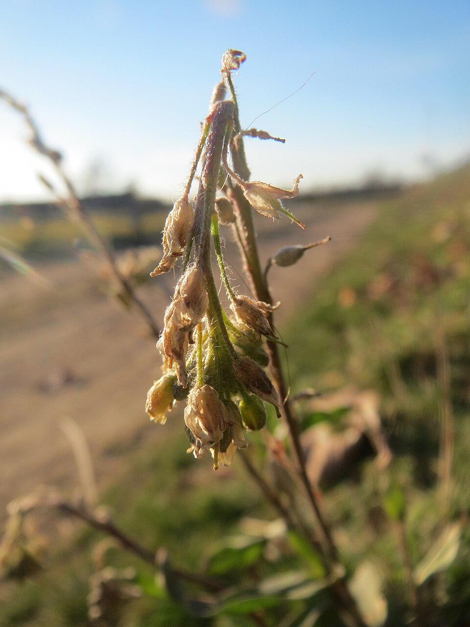 Berteroa incana (hoary alyssum)