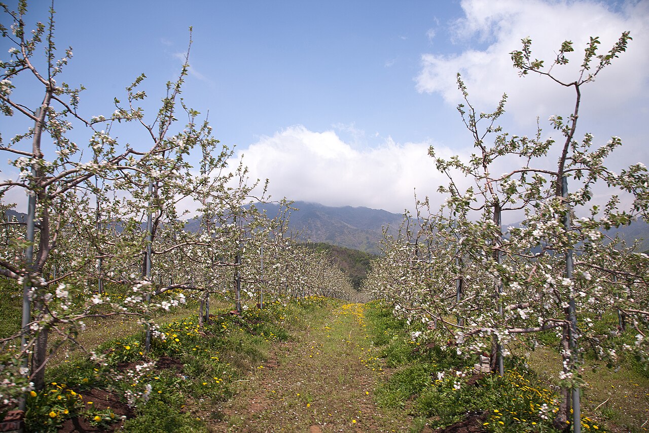 Pyrus pyrifolia, Asian pear — upright deciduous (Rosaceae) (image 8 of 9)
