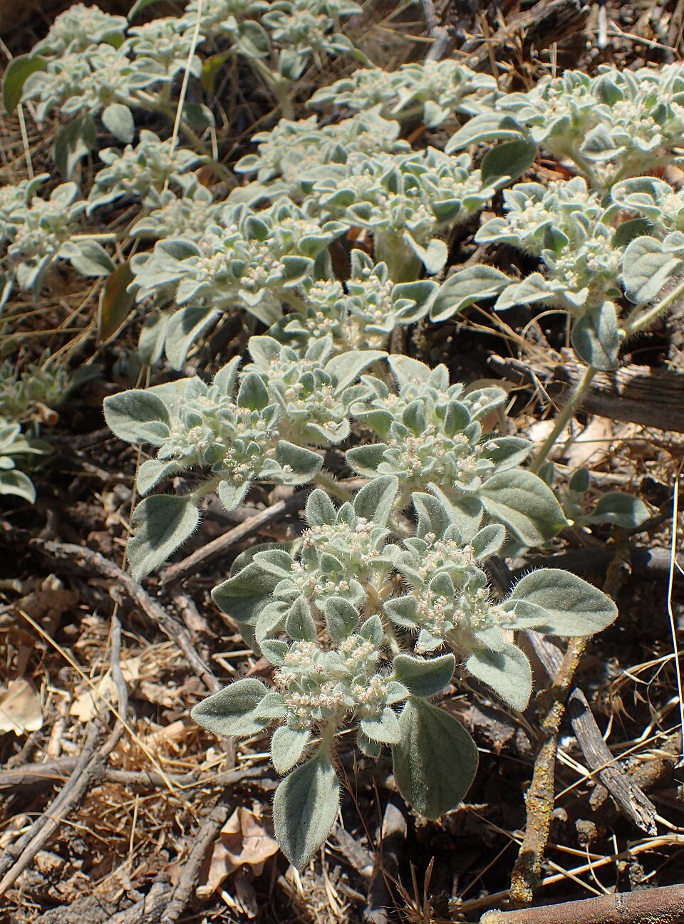 Croton setiger (turkey mullein) (alternate view 9)