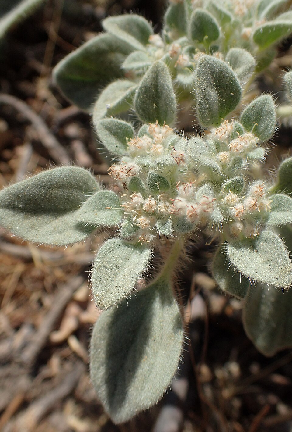 Croton setiger (turkey mullein) (alternate view 10)