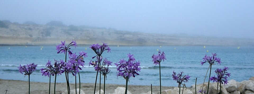 Tulbaghia (Wild Garlics) (alternate view 4)
