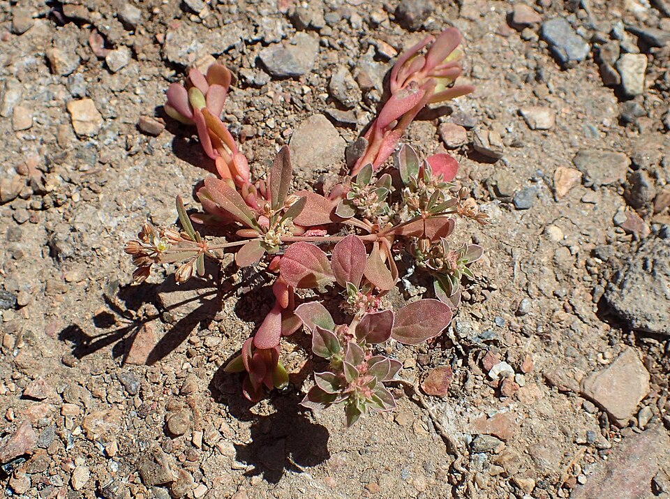Mollugo verticillata (green carpetweed) (alternate view 3)