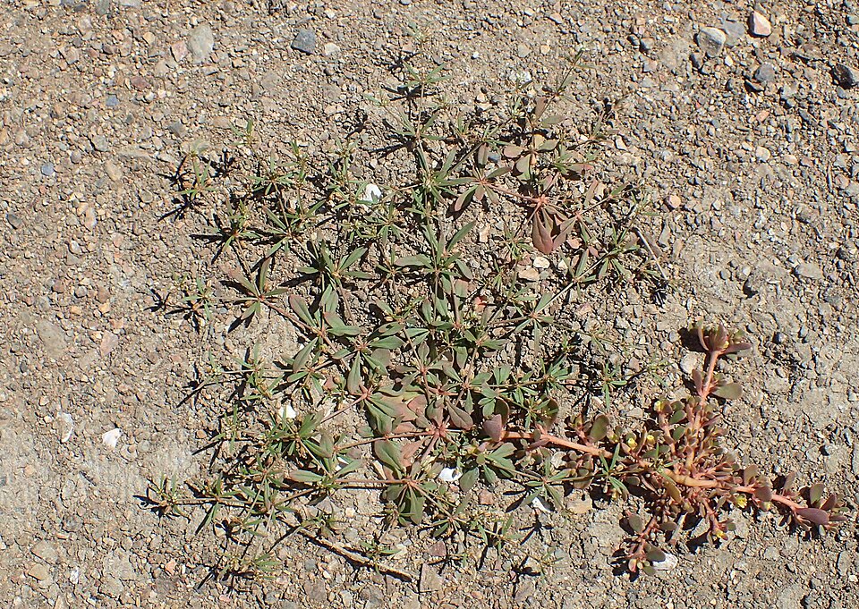 Mollugo verticillata (green carpetweed) (alternate view 4)