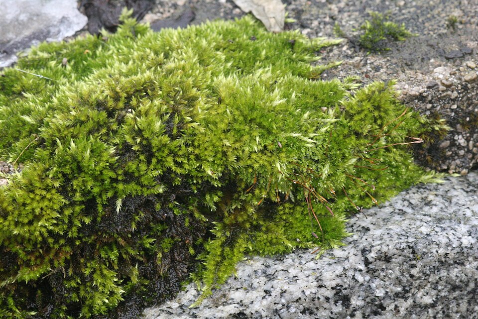 Homalothecium sericeum (Silky Wall Feather-moss)
