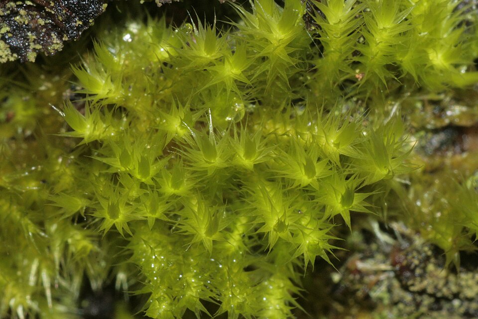 Homalothecium sericeum (Silky Wall Feather-moss)