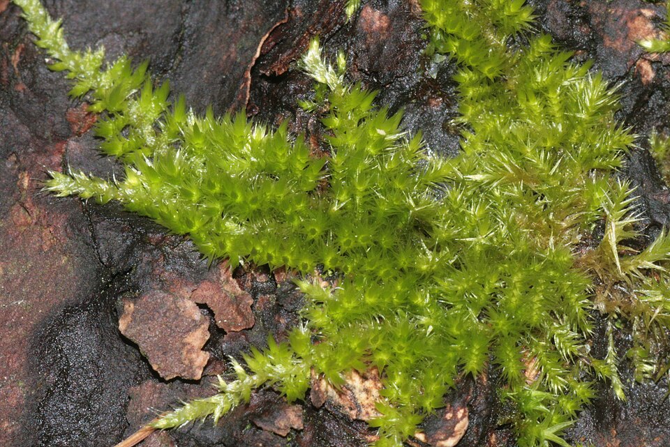 Homalothecium sericeum (Silky Wall Feather-moss)