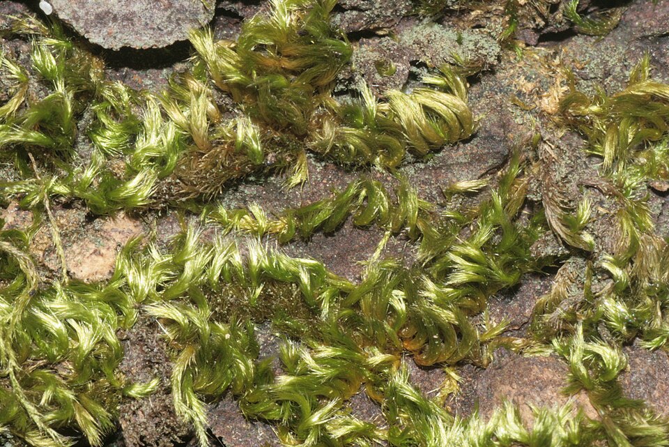 Homalothecium sericeum (Silky Wall Feather-moss)