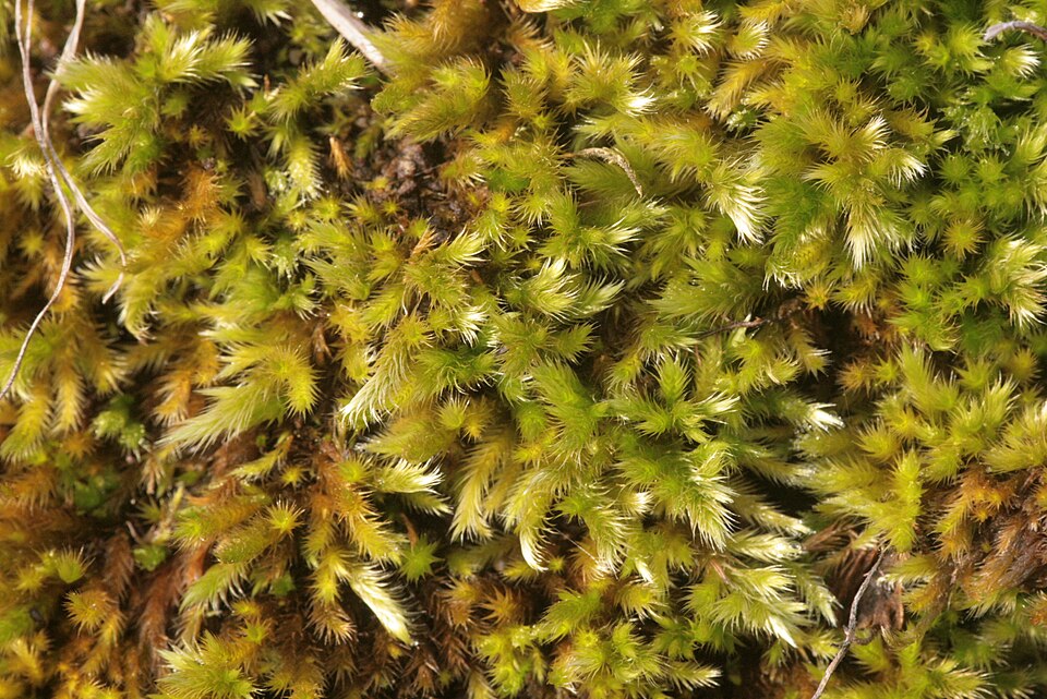 Homalothecium sericeum (Silky Wall Feather-moss)
