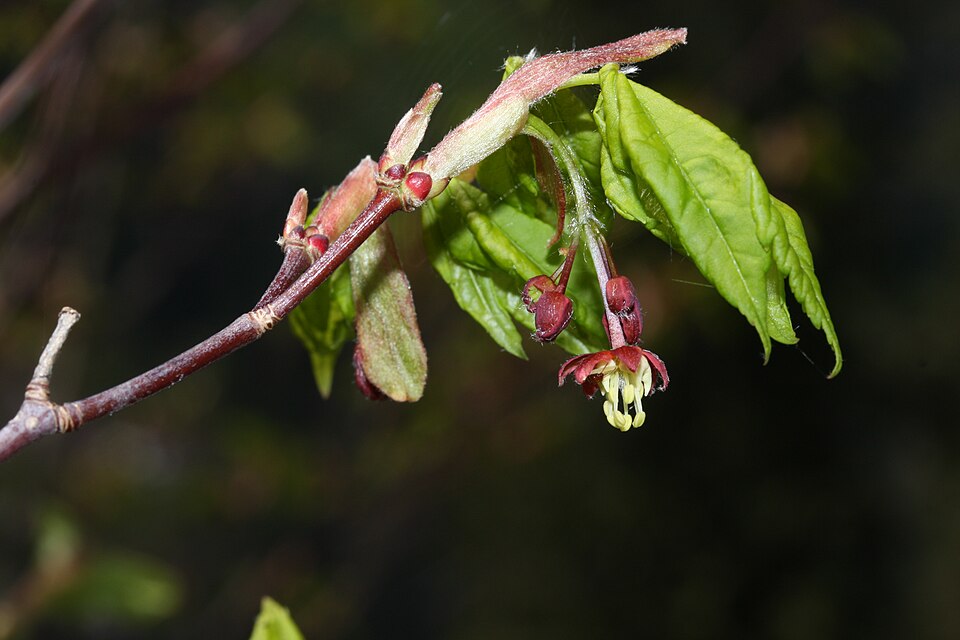 Acer circinatum (Vine maple) (alternate view 9)
