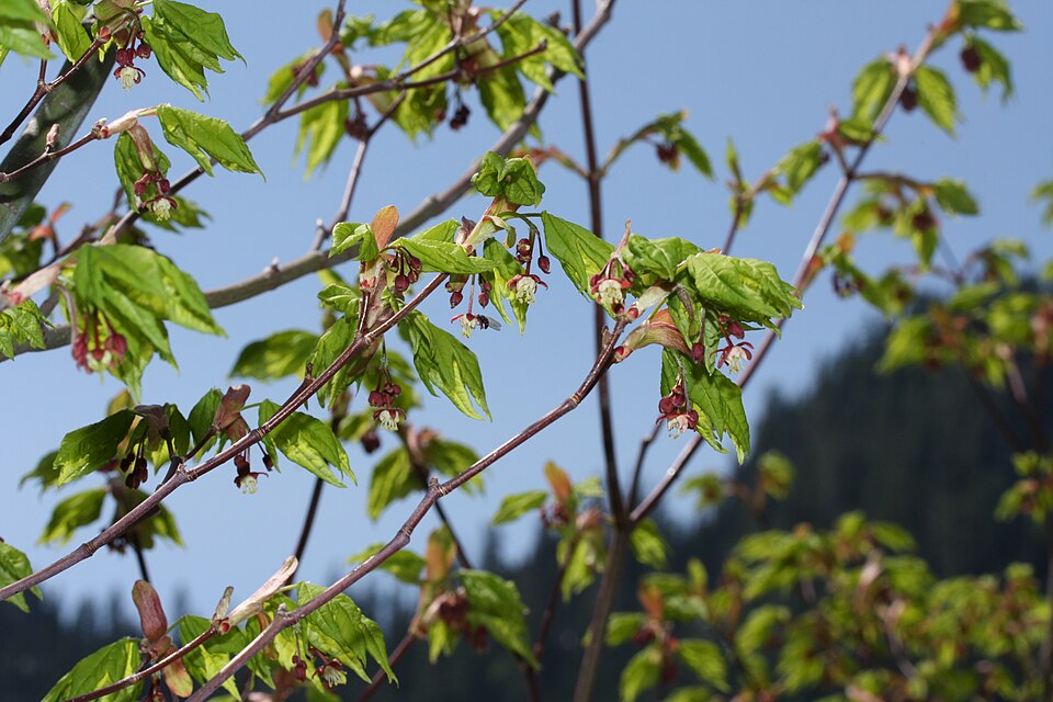 Acer circinatum (Vine maple) (alternate view 10)