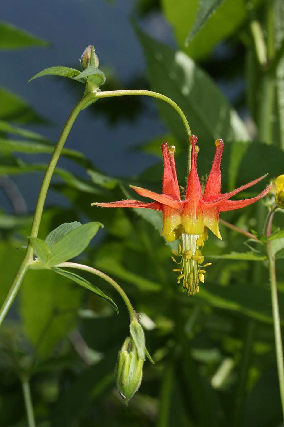 Aquilegia formosa (Red Columbine) (alternate view 8)