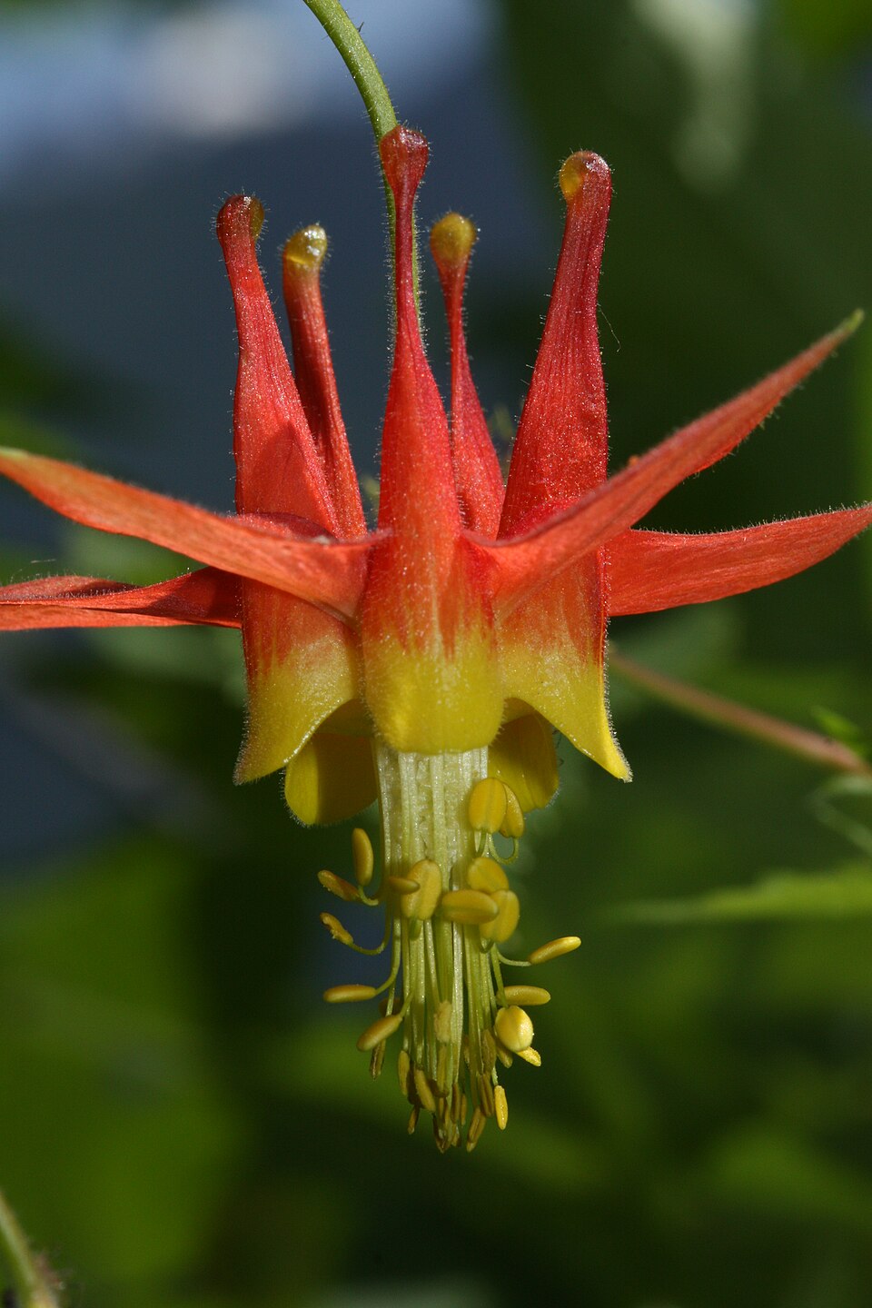 Aquilegia formosa (Red Columbine) (alternate view 9)