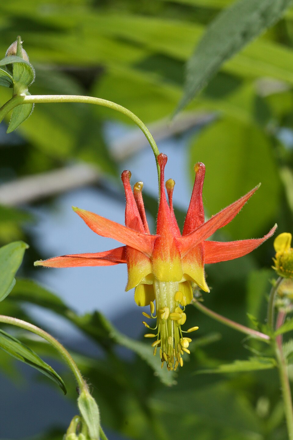 Aquilegia formosa (Red Columbine) (alternate view 10)