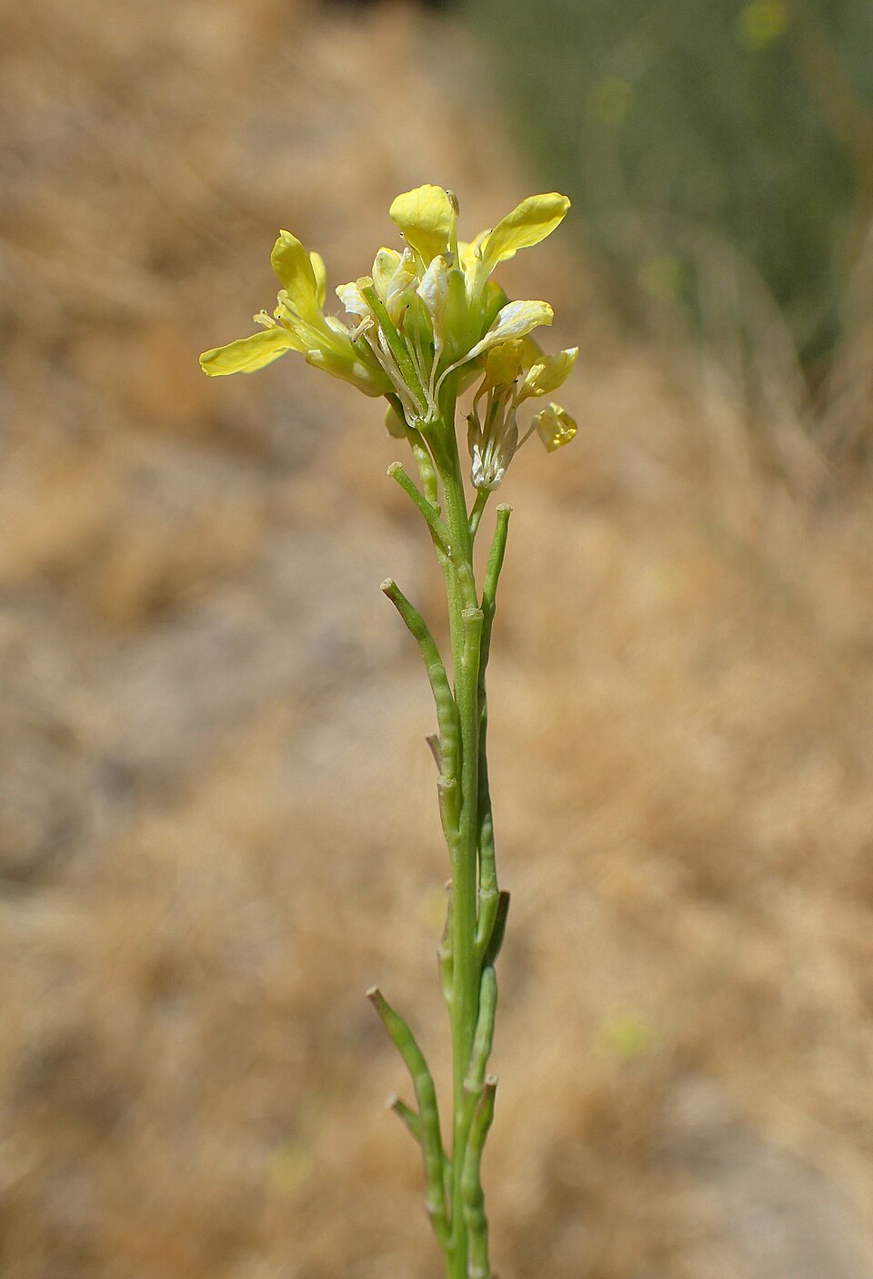 Hirschfeldia incana (Shortpod Mustard)
