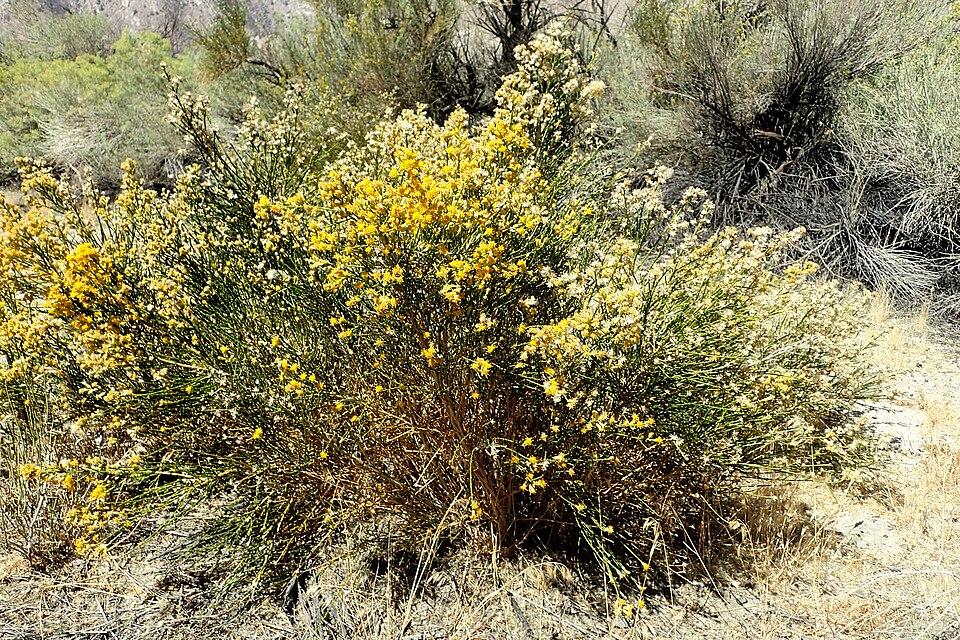 Bebbia juncea (Sweetbush) (alternate view 8)