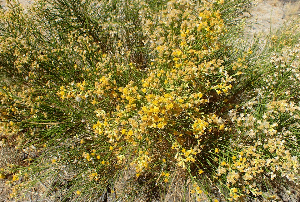 Bebbia juncea (Sweetbush) (alternate view 9)