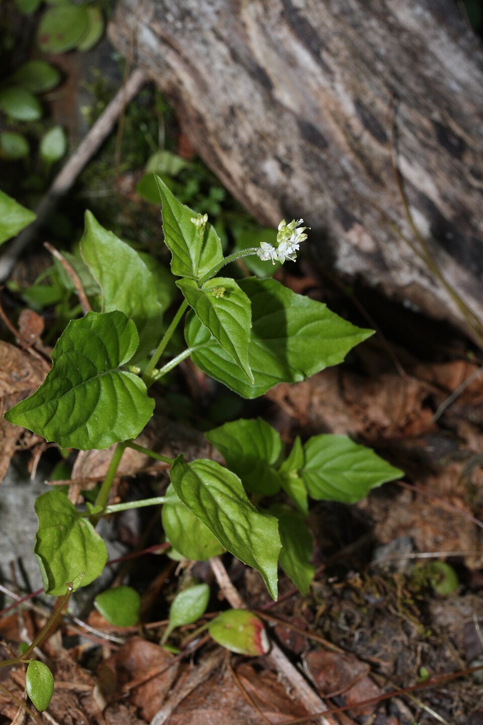 Circaea alpina (Alpine Enchanter's-nightshade) (alternate view 6)