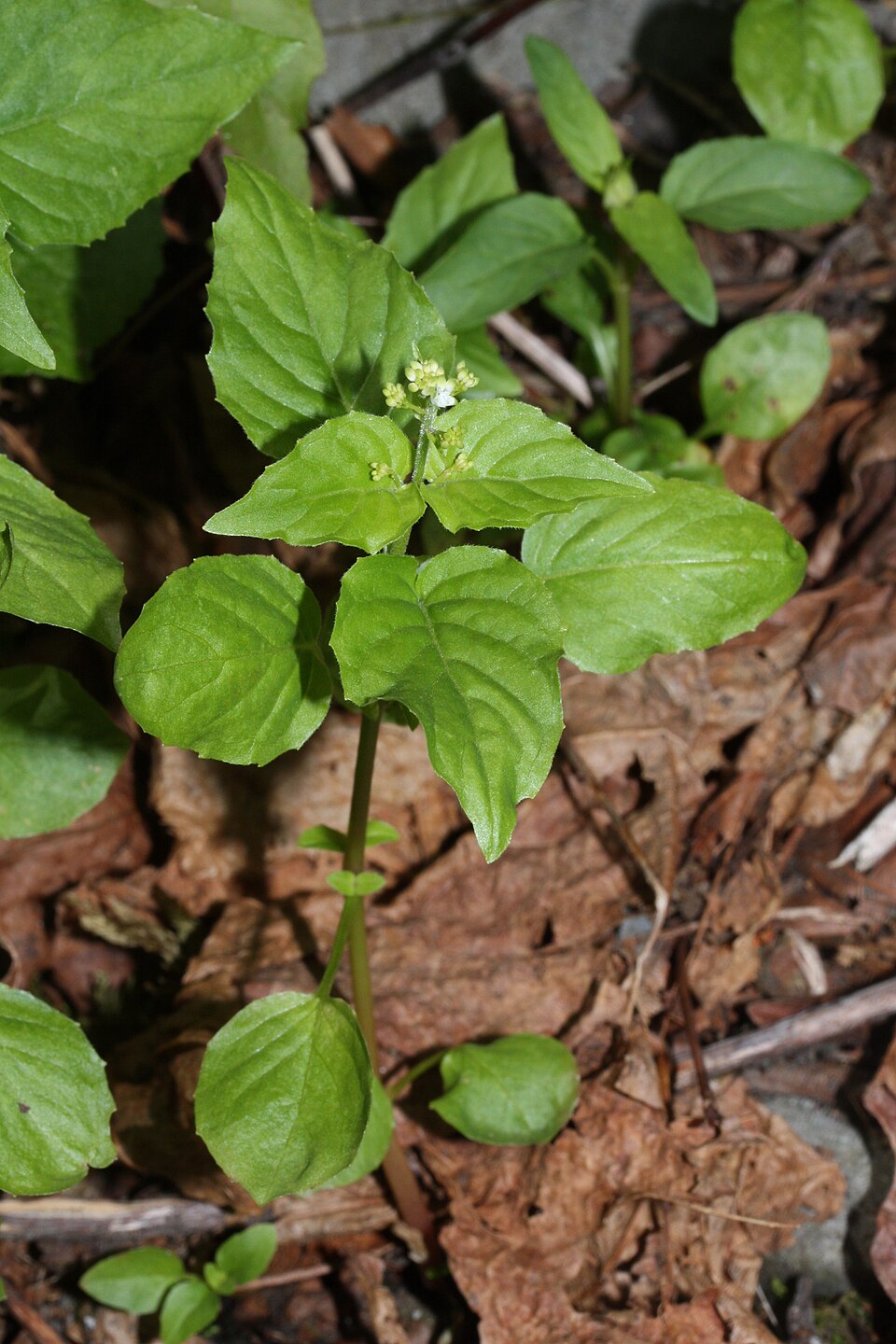 Circaea alpina (Alpine Enchanter's-nightshade) (alternate view 7)