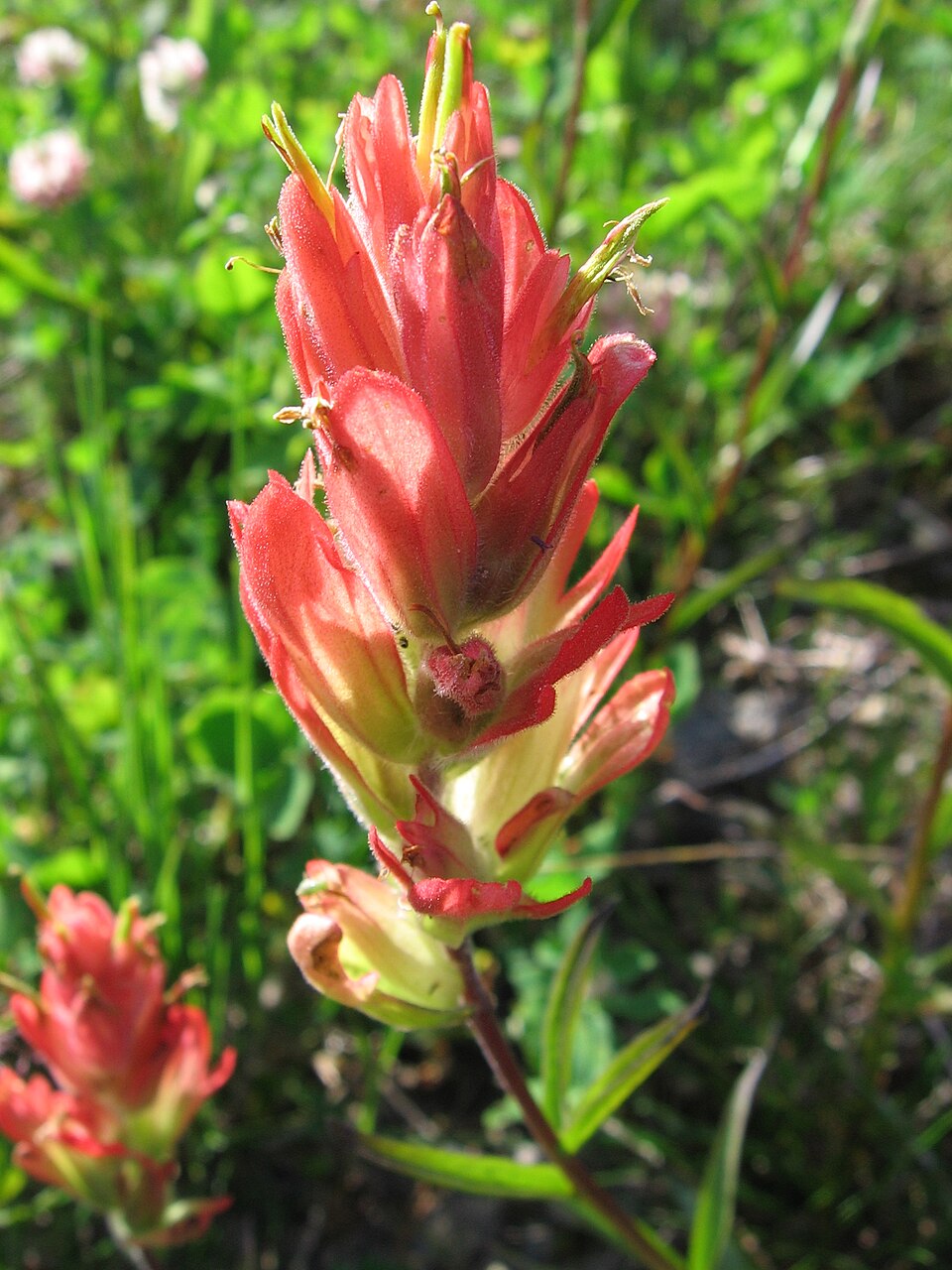 Castilleja miniata (Common Paintbrush) (alternate view 6)