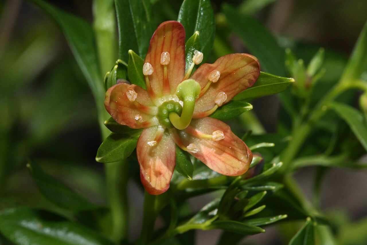 Elliottia pyroliflora (copperbush)