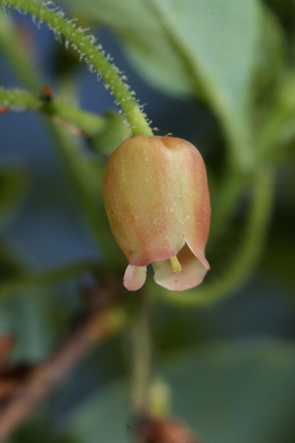 Rhododendron menziesii (mock azalea)